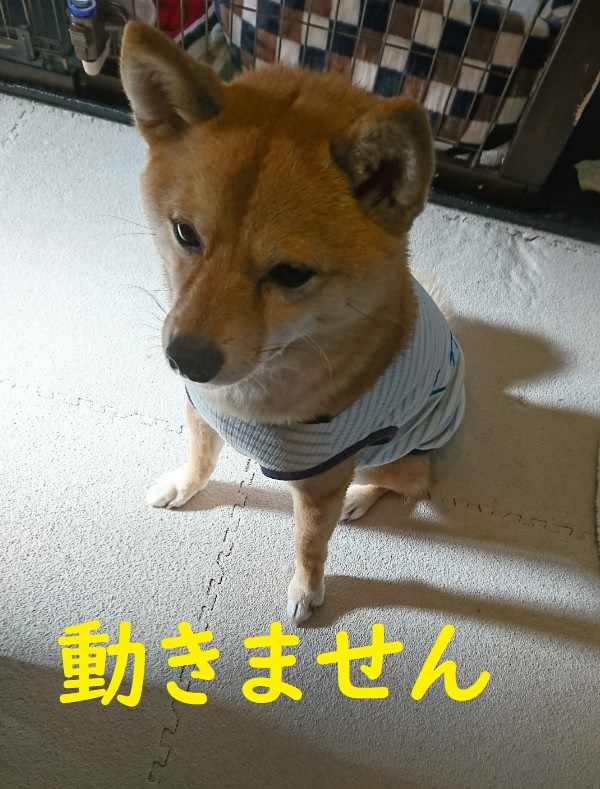 f:id:hanatara:20200424135453j:plain
