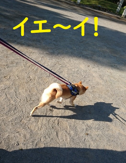 f:id:hanatara:20200429091844j:plain