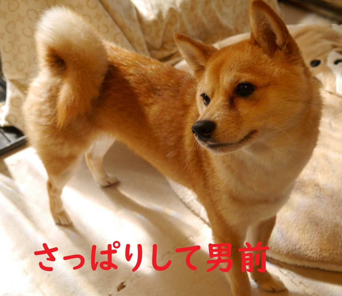 f:id:hanatara:20200429112817j:plain f:id:hanatara:20200429112817j:plain