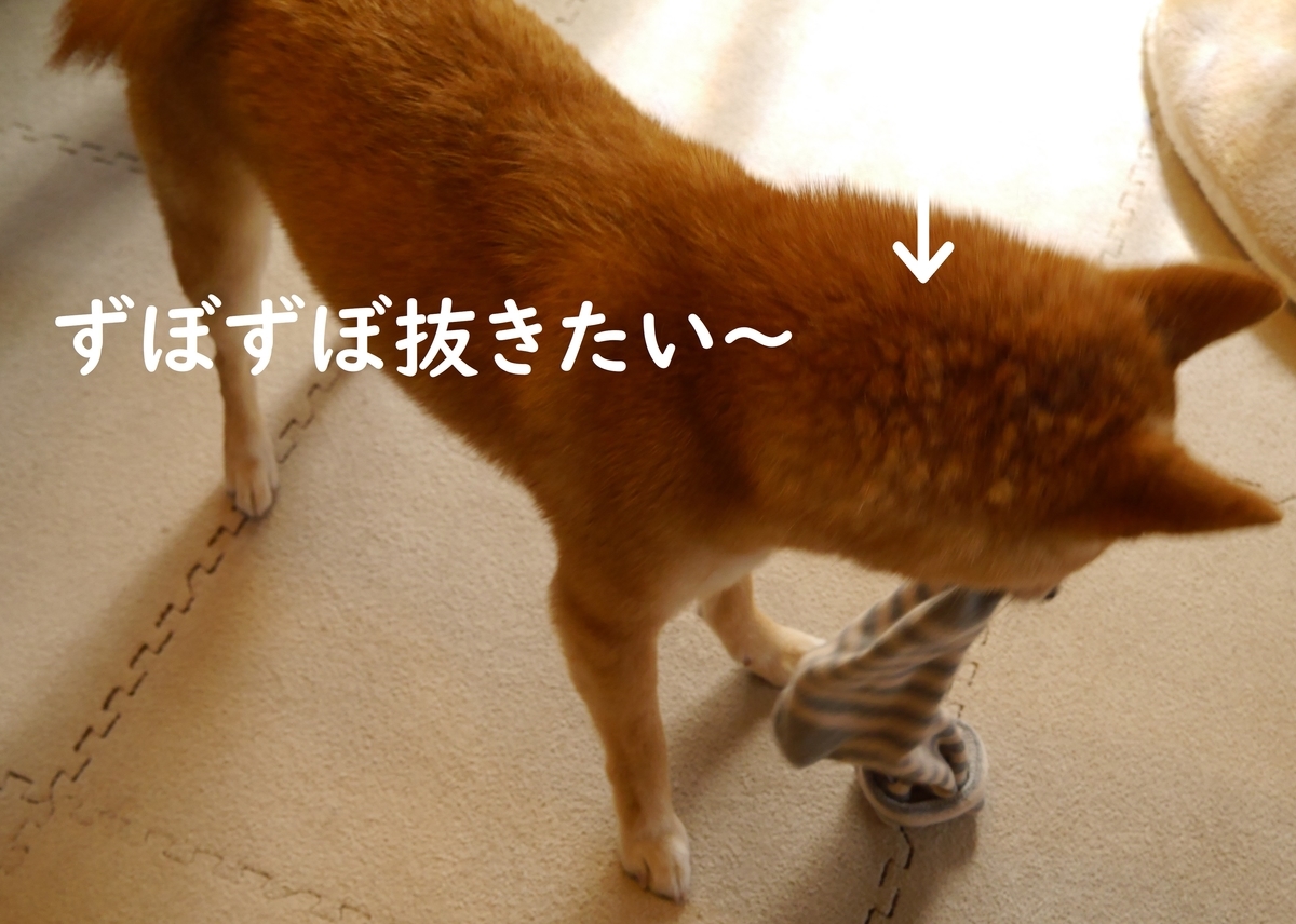 f:id:hanatara:20200429113000j:plain f:id:hanatara:20200429113000j:plain