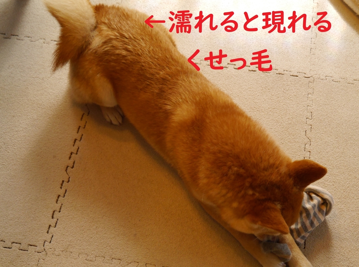 f:id:hanatara:20200429113127j:plain f:id:hanatara:20200429113127j:plain