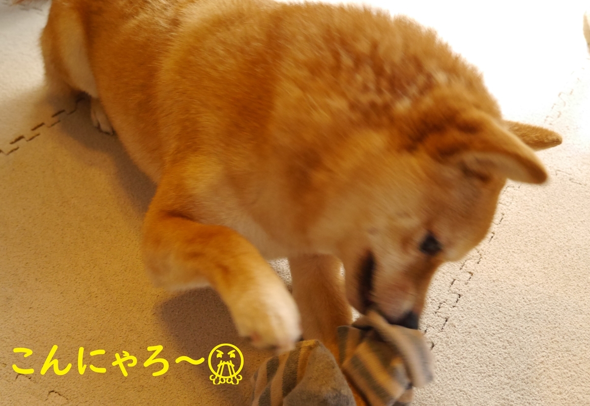 f:id:hanatara:20200429113322j:plain f:id:hanatara:20200429113322j:plain