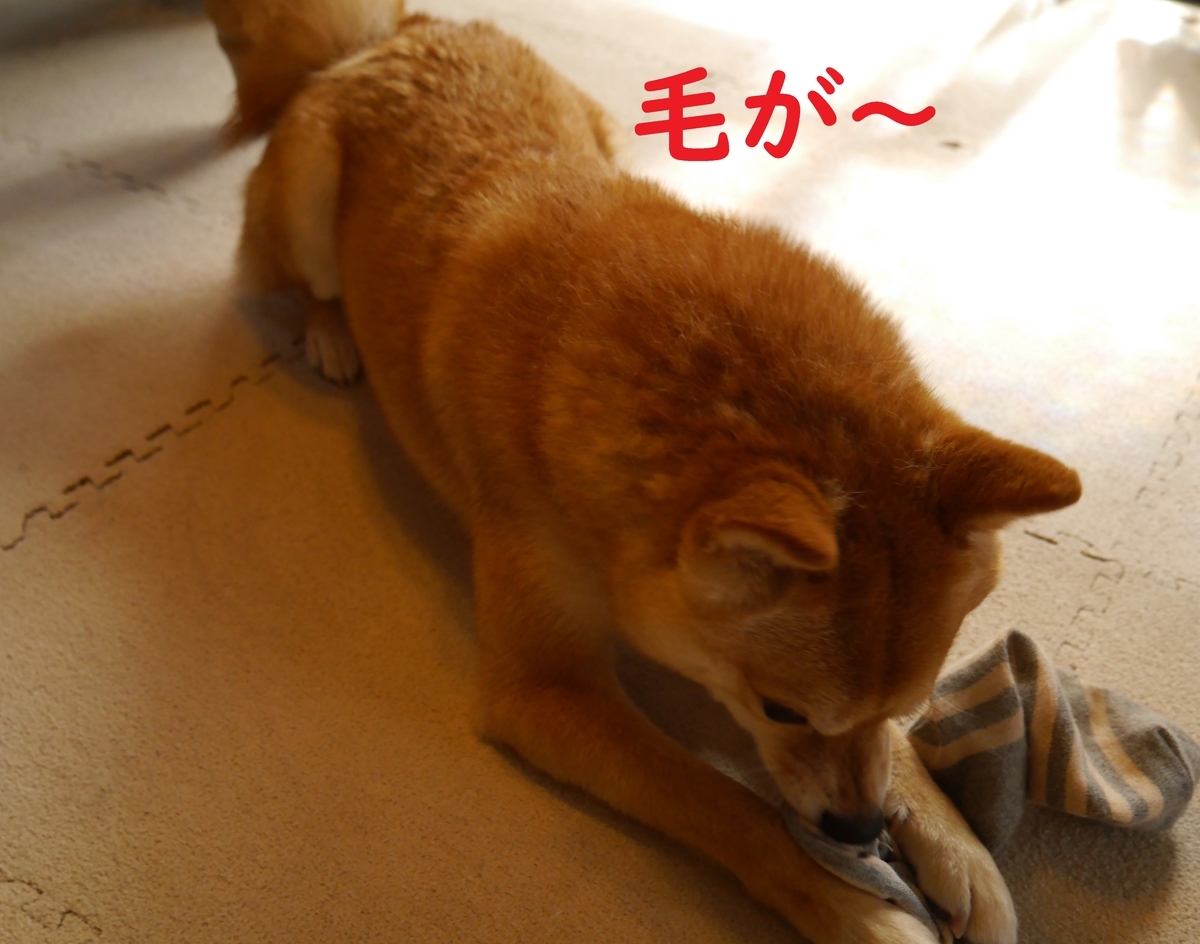 f:id:hanatara:20200429113424j:plain f:id:hanatara:20200429113424j:plain