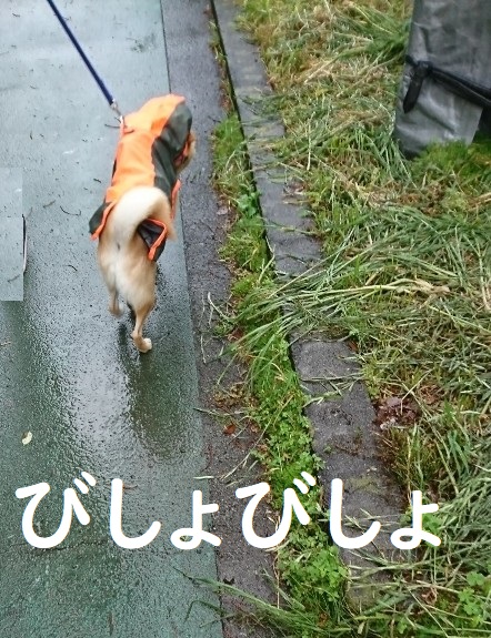 f:id:hanatara:20200504112142j:plain