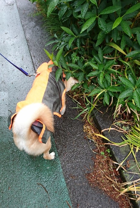 f:id:hanatara:20200504112210j:plain