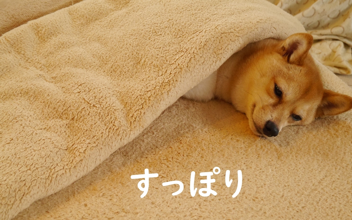 f:id:hanatara:20200504112419j:plain