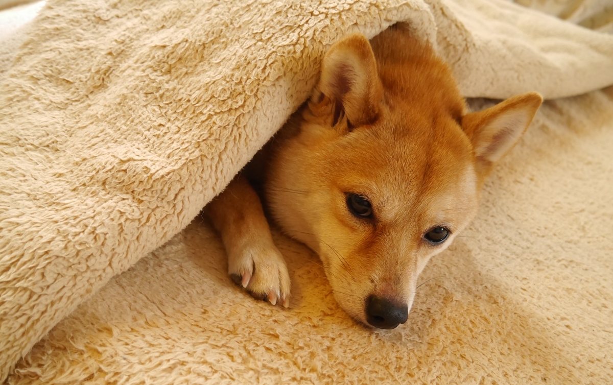 f:id:hanatara:20200504112742j:plain