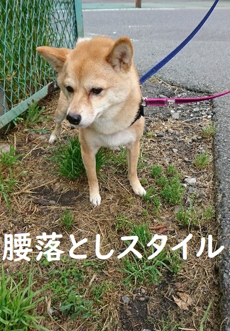 f:id:hanatara:20200506093225j:plain f:id:hanatara:20200506093225j:plain