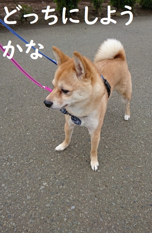f:id:hanatara:20200506093554j:plain f:id:hanatara:20200506093554j:plain