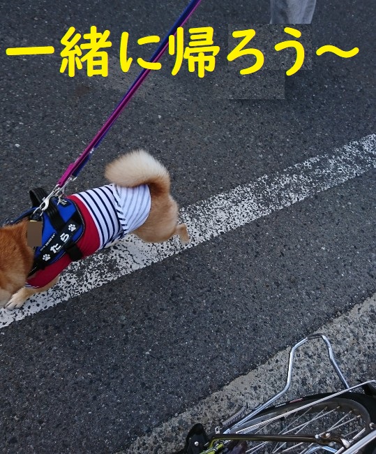 f:id:hanatara:20200510101034j:plain