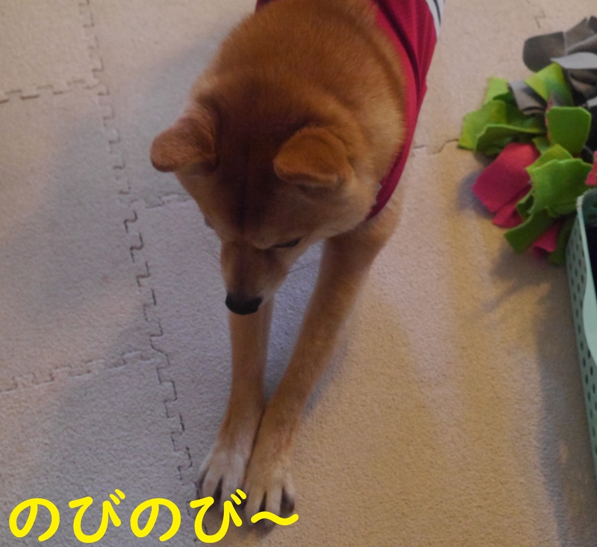 f:id:hanatara:20200514123232j:plain f:id:hanatara:20200514123232j:plain