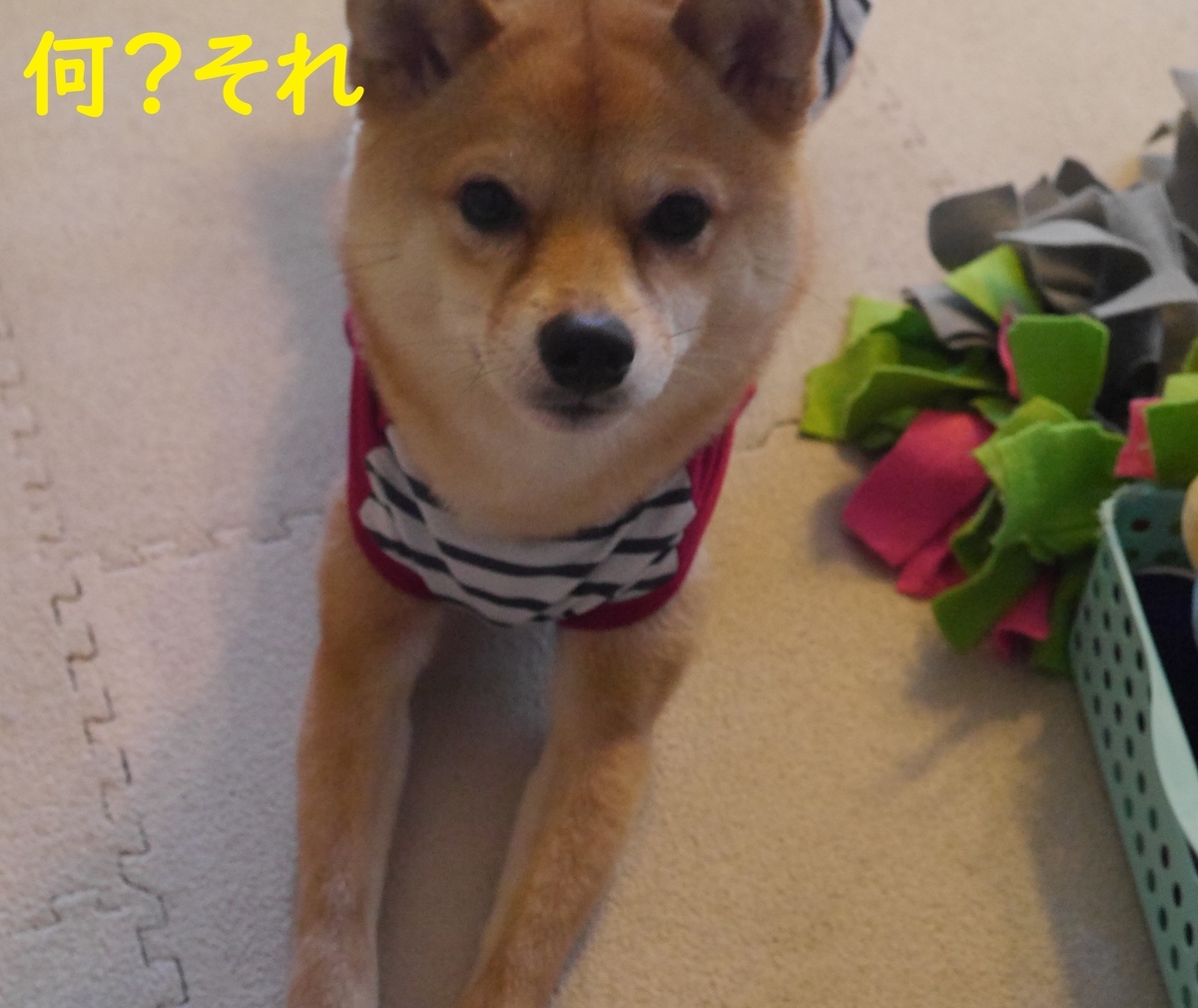 f:id:hanatara:20200514123325j:plain f:id:hanatara:20200514123325j:plain