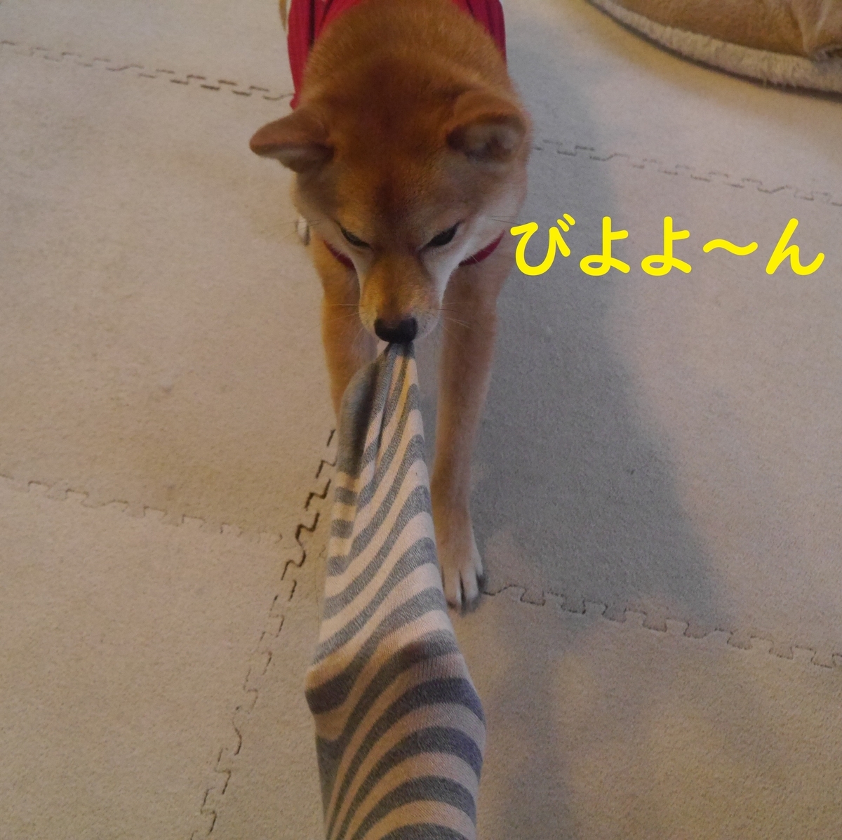 f:id:hanatara:20200514141630j:plain