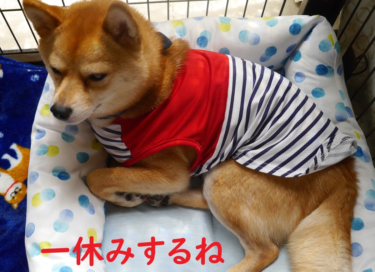 f:id:hanatara:20200514141848j:plain