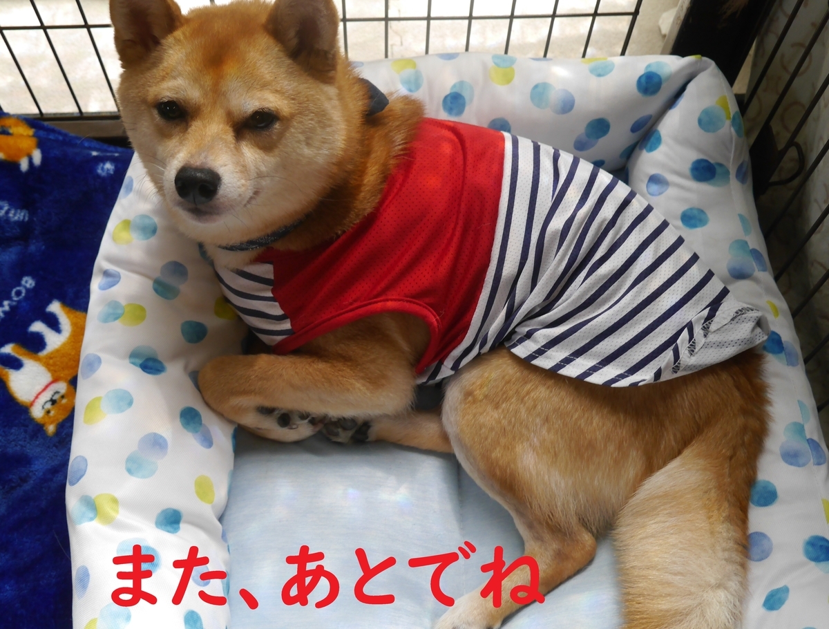 f:id:hanatara:20200514141931j:plain