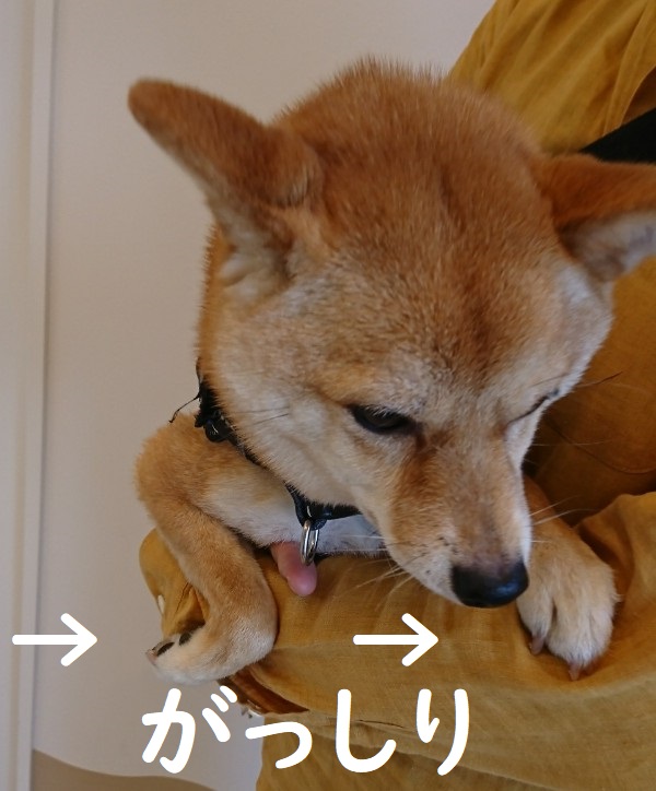 f:id:hanatara:20200517113600j:plain