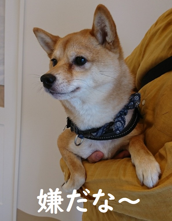 f:id:hanatara:20200517113650j:plain