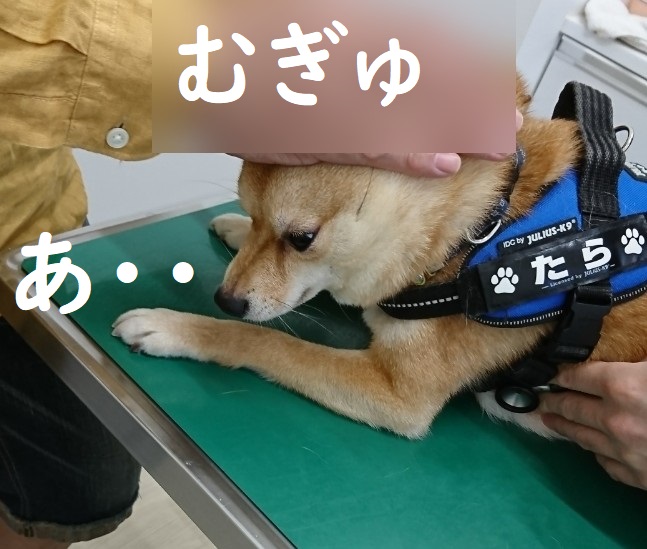 f:id:hanatara:20200517114624j:plain f:id:hanatara:20200517114624j:plain
