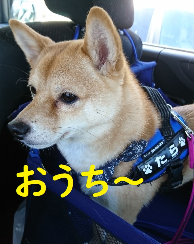 f:id:hanatara:20200517115108j:plain f:id:hanatara:20200517115108j:plain