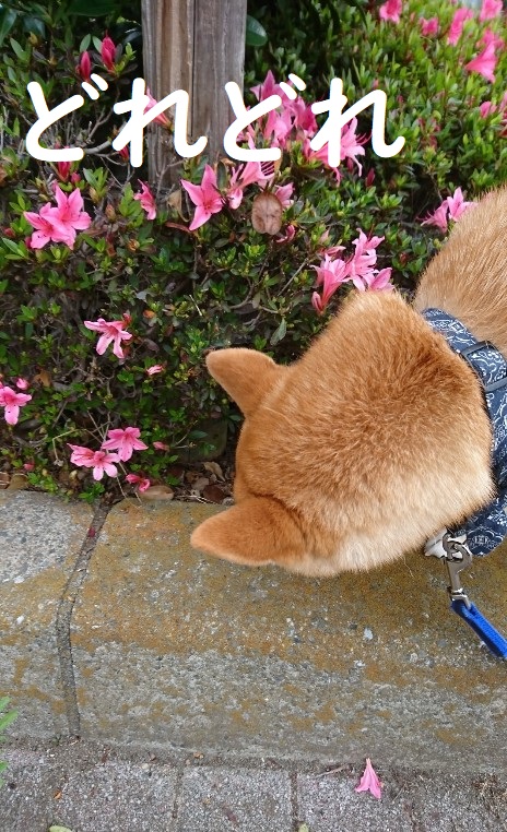 f:id:hanatara:20200529085730j:plain