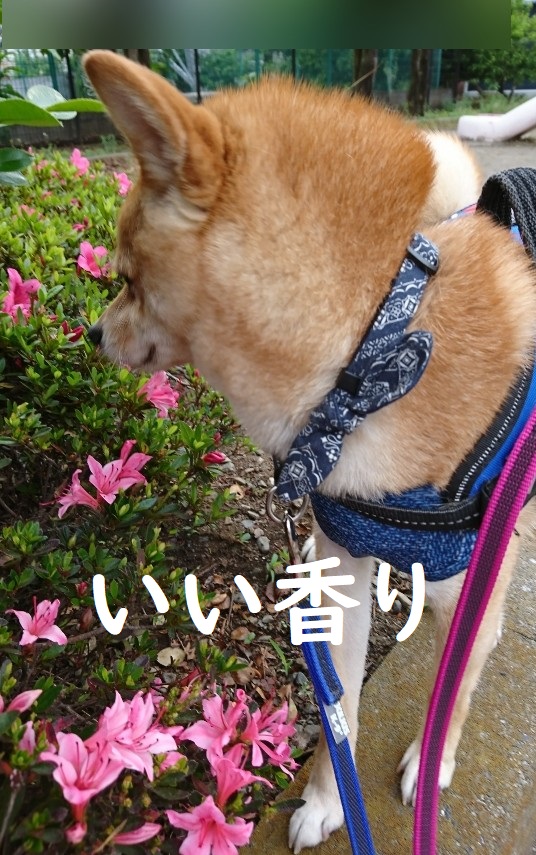 f:id:hanatara:20200529085838j:plain