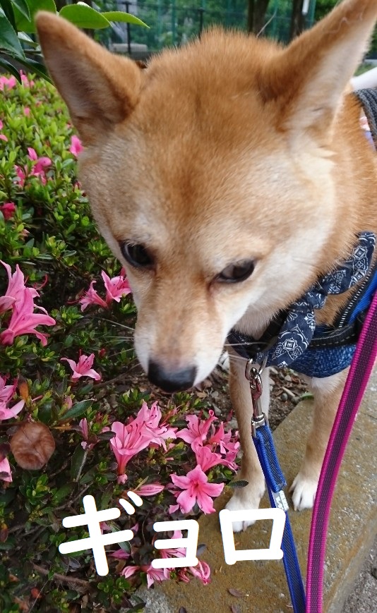 f:id:hanatara:20200529085925j:plain