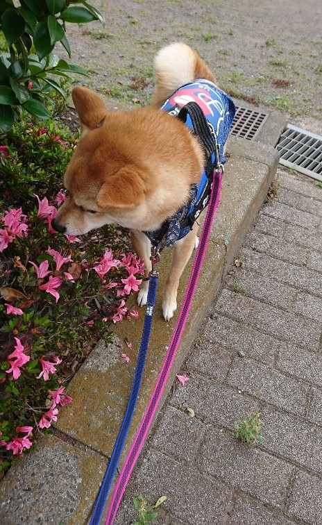 f:id:hanatara:20200529090024j:plain