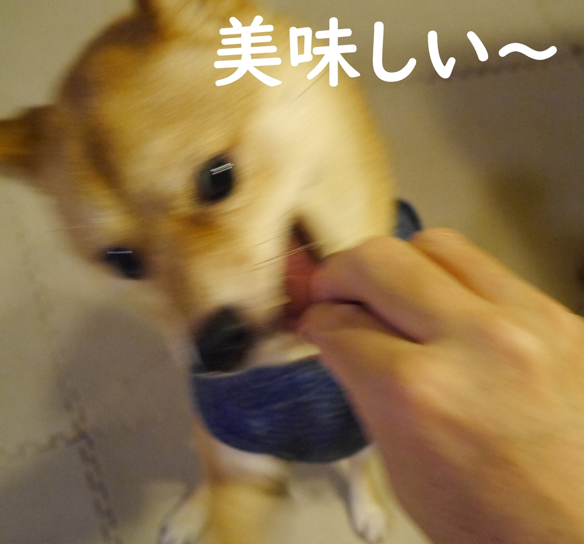 f:id:hanatara:20200529100720j:plain