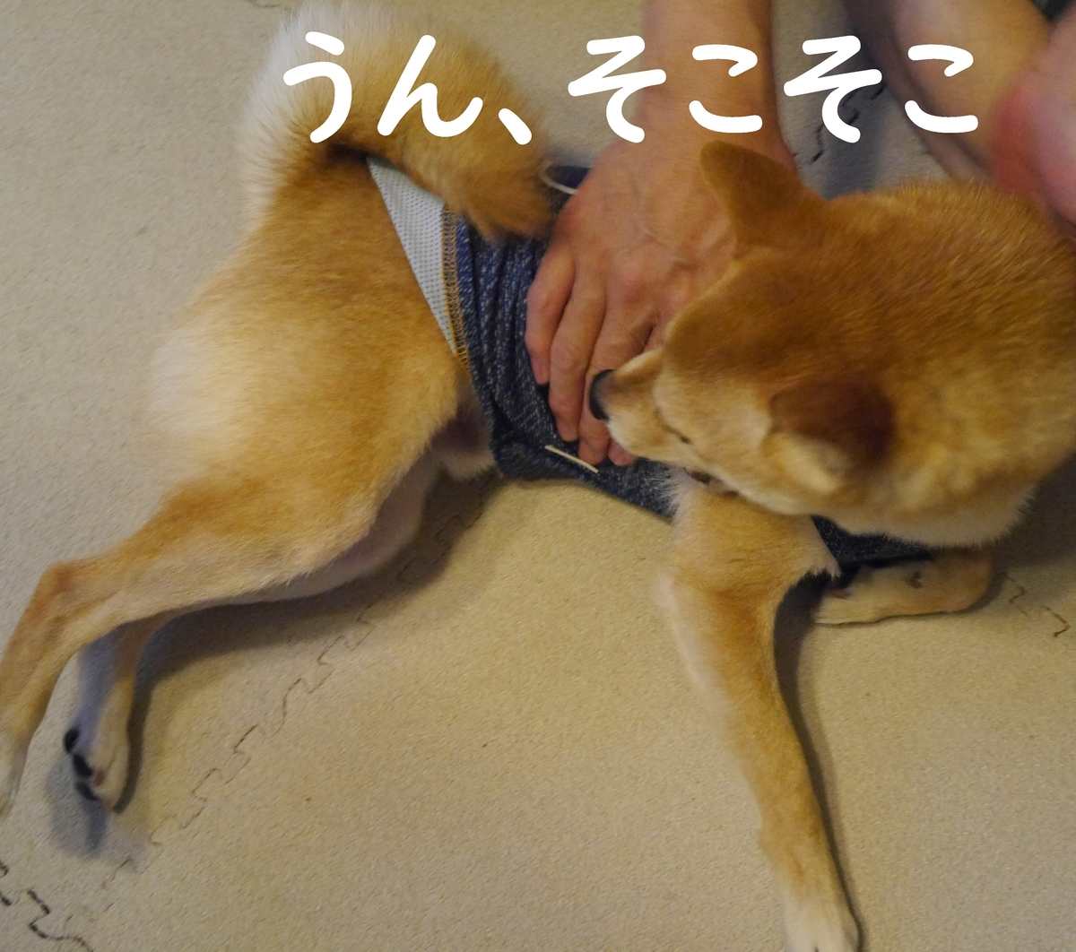 f:id:hanatara:20200529100838j:plain
