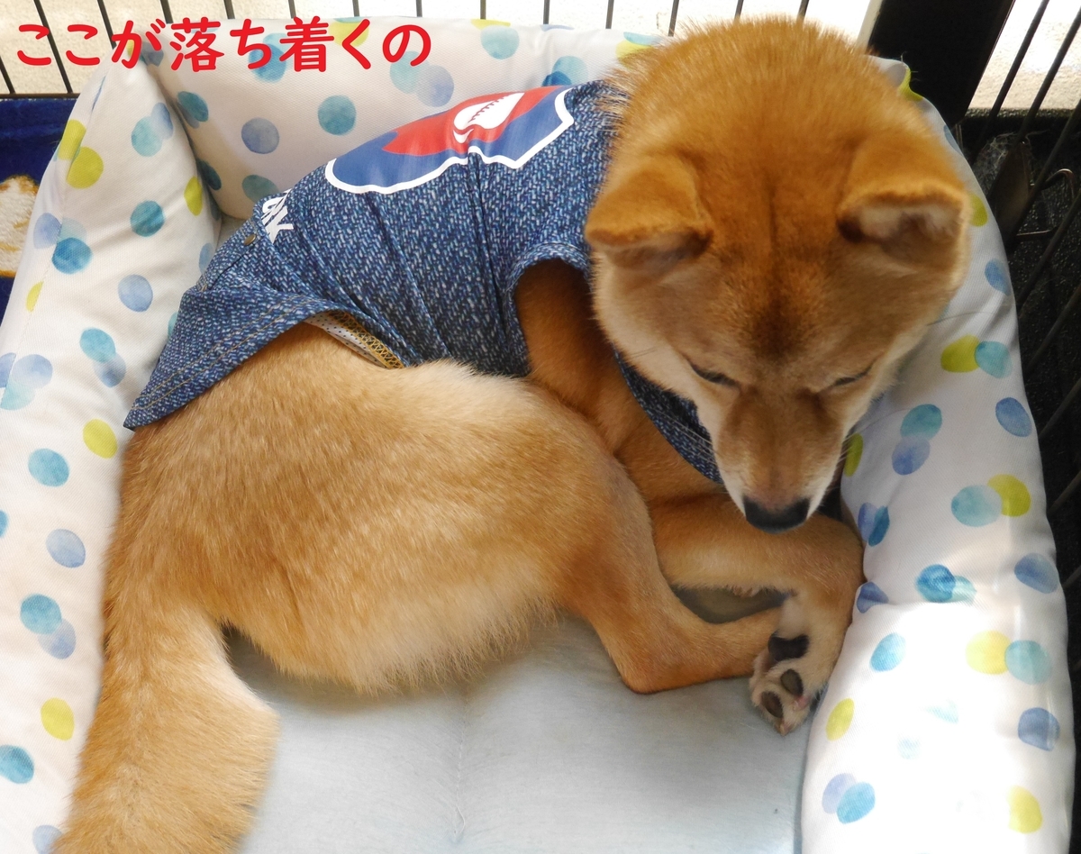 f:id:hanatara:20200529112644j:plain f:id:hanatara:20200529112644j:plain