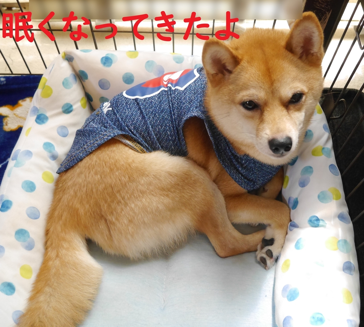 f:id:hanatara:20200529112803j:plain f:id:hanatara:20200529112803j:plain