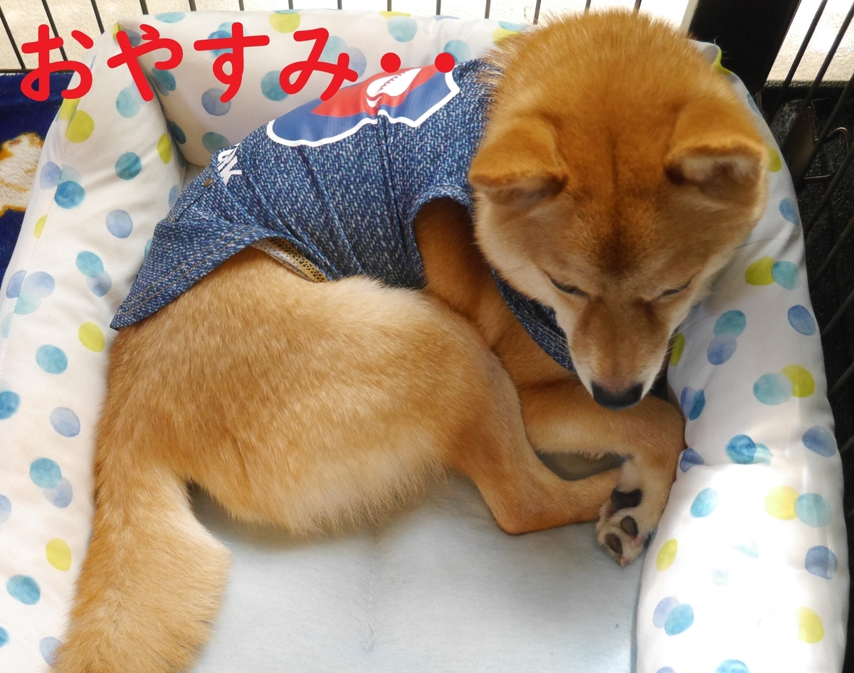 f:id:hanatara:20200529112920j:plain f:id:hanatara:20200529112920j:plain