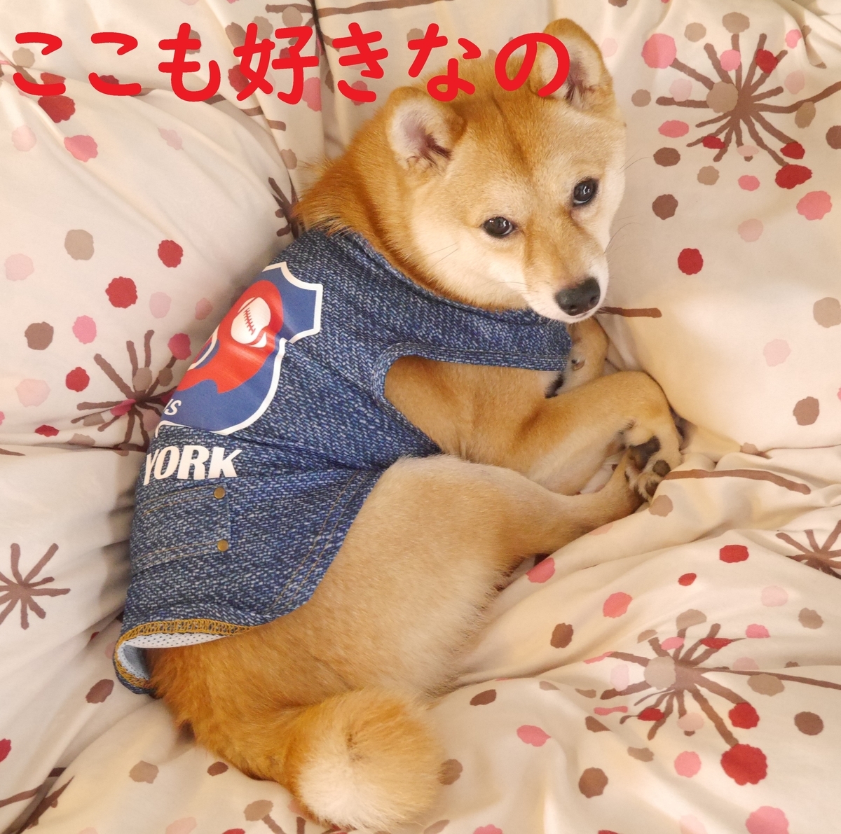 f:id:hanatara:20200529113041j:plain f:id:hanatara:20200529113041j:plain