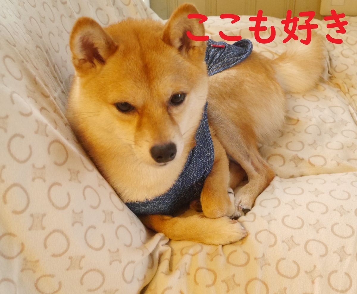 f:id:hanatara:20200529113200j:plain f:id:hanatara:20200529113200j:plain