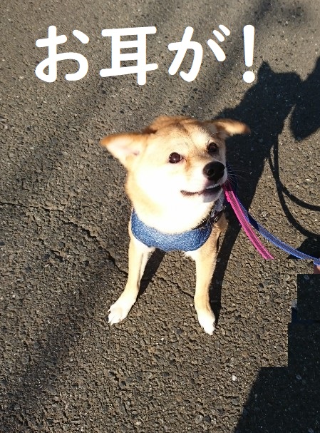 f:id:hanatara:20200531094214j:plain