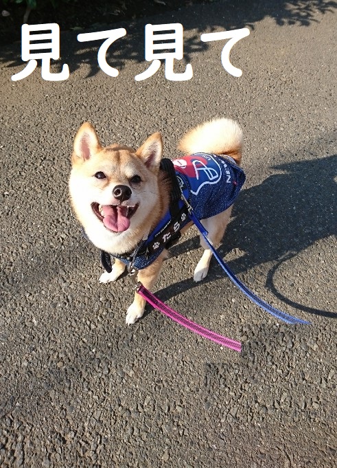 f:id:hanatara:20200531094305j:plain