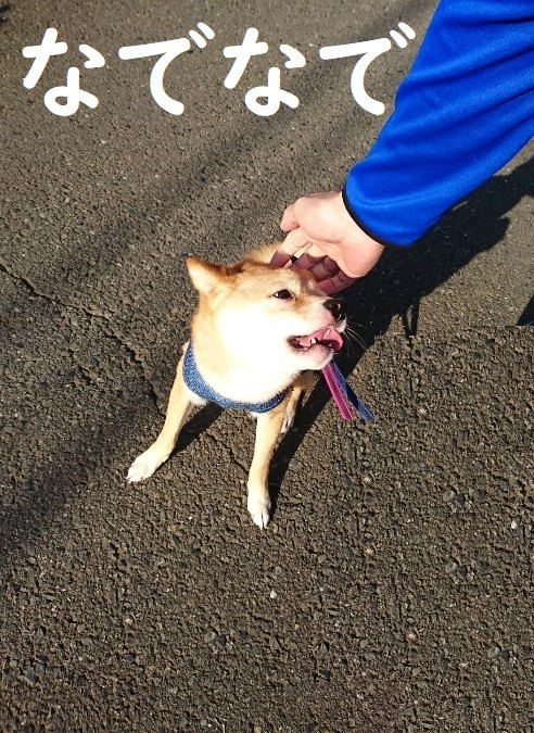 f:id:hanatara:20200531094601j:plain