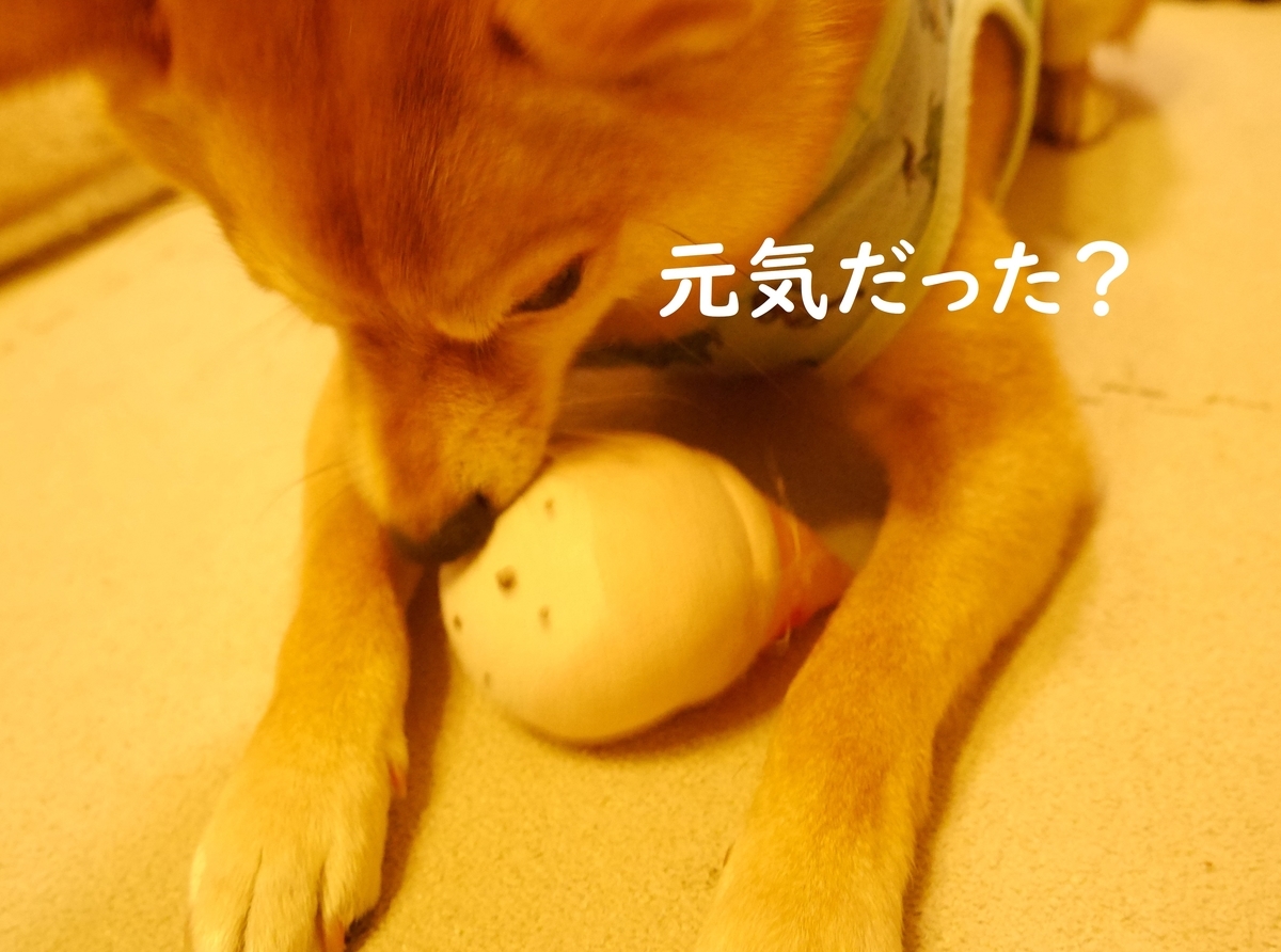 f:id:hanatara:20200605082627j:plain