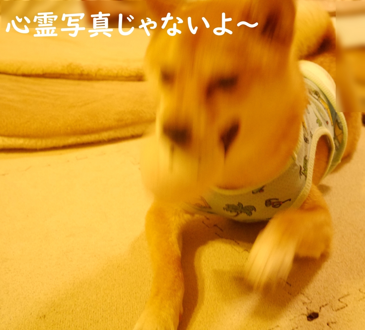 f:id:hanatara:20200605083018j:plain