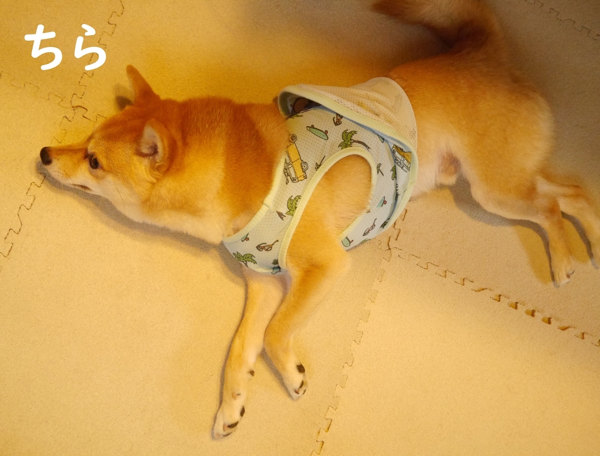 f:id:hanatara:20200605091310j:plain