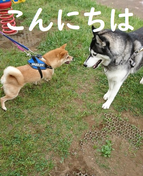 f:id:hanatara:20200607101404j:plain