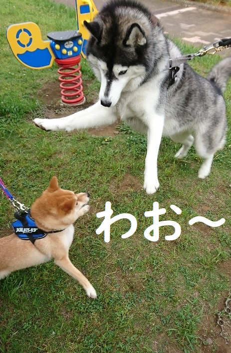 f:id:hanatara:20200607101449j:plain