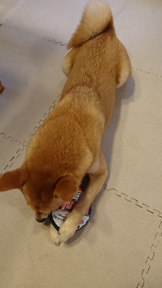 f:id:hanatara:20200607104742j:plain