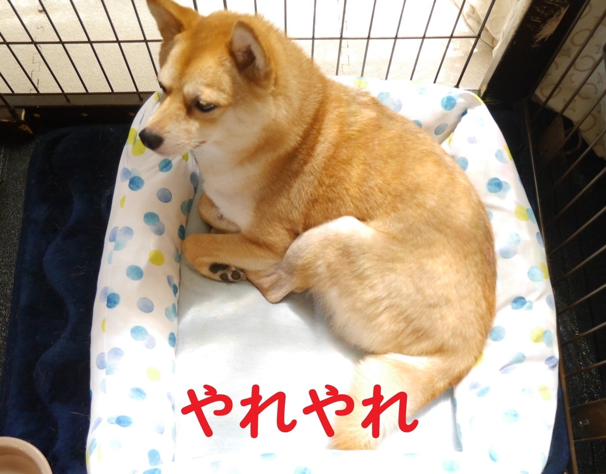 f:id:hanatara:20200607113347j:plain
