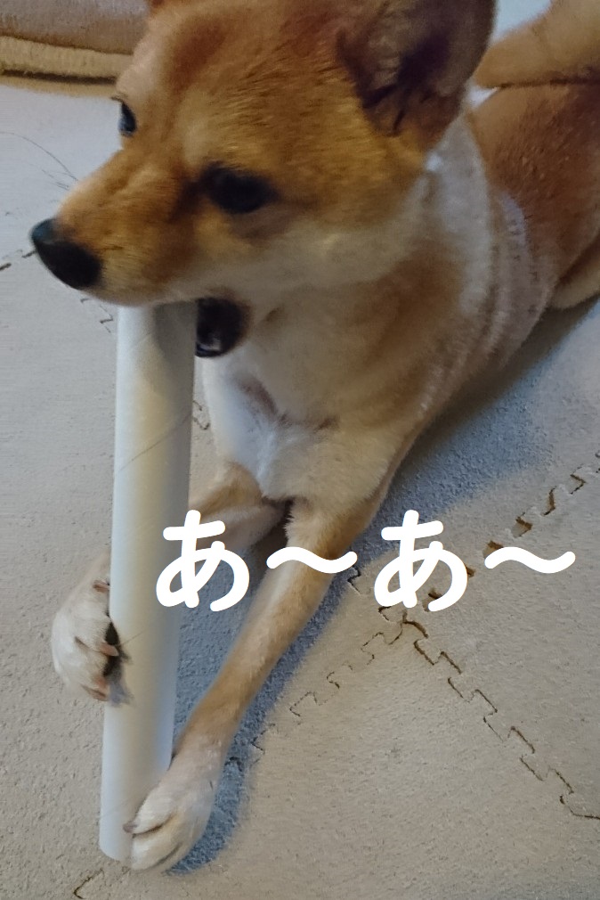 f:id:hanatara:20200609095843j:plain