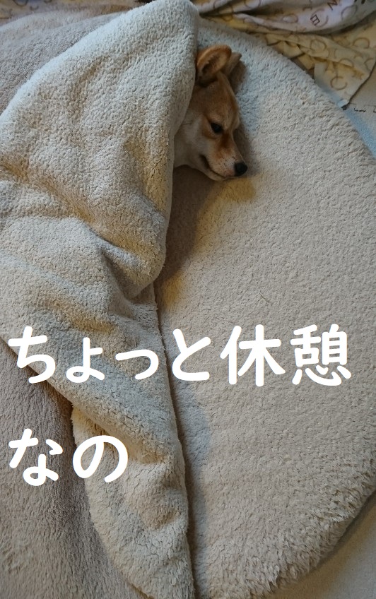 f:id:hanatara:20200609100155j:plain