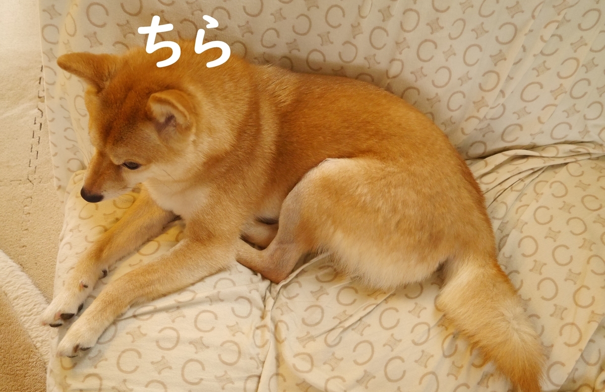 f:id:hanatara:20200609105531j:plain