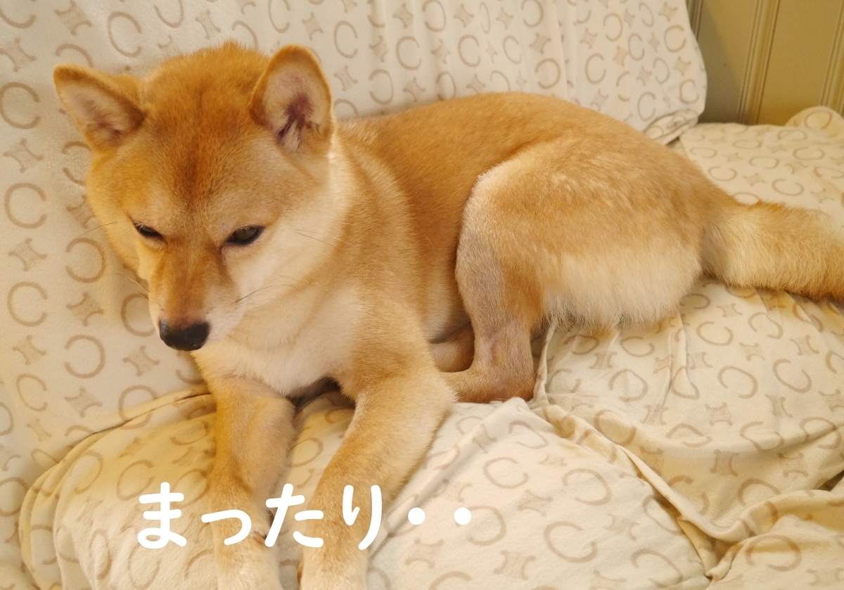 f:id:hanatara:20200609105620j:plain