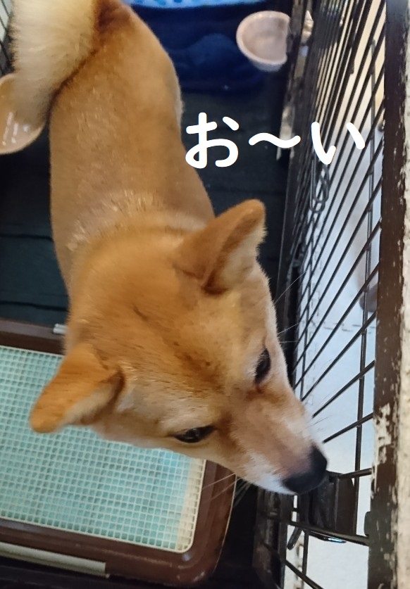 f:id:hanatara:20200613100205j:plain