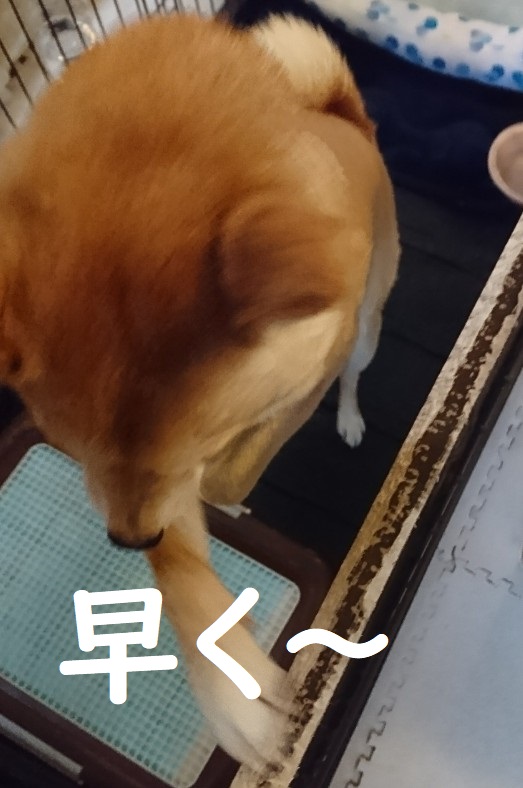 f:id:hanatara:20200613100410j:plain
